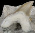Otodus Shark Tooth Fossil In Rock - Eocene #60202-1